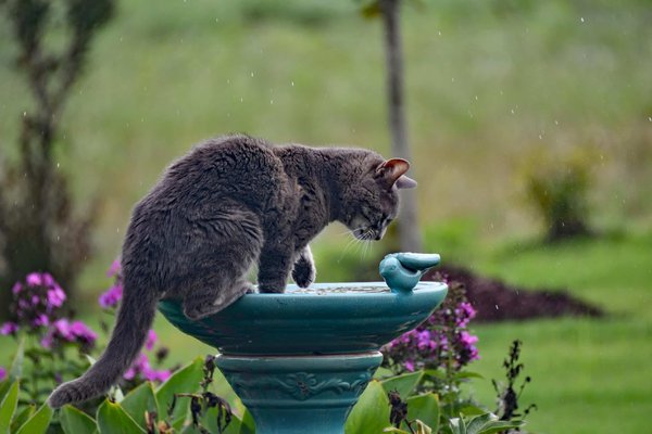 Why do cats dislike water?
