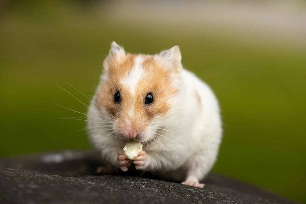 What are the signs of a healthy hamster?
