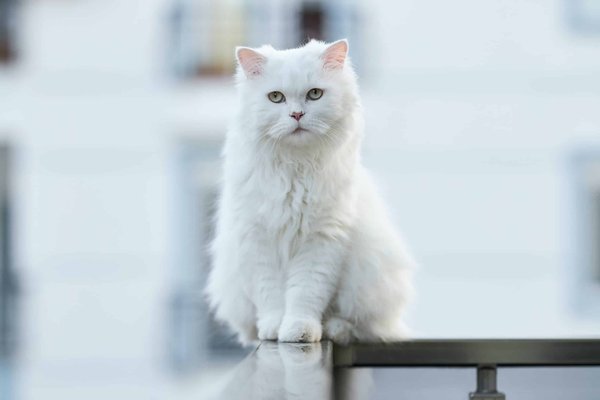 Senior cat care: keeping your older cat happy and healthy